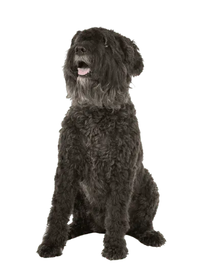 Bouvier-des-Flandres-3