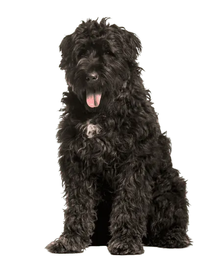 Bouvier-des-Flandres-2