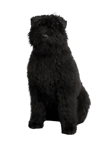 Bouvier-des-Flandres-1