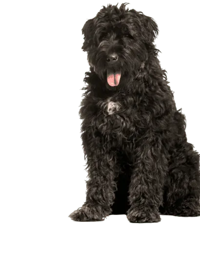Bouvier-des-Flandres-4