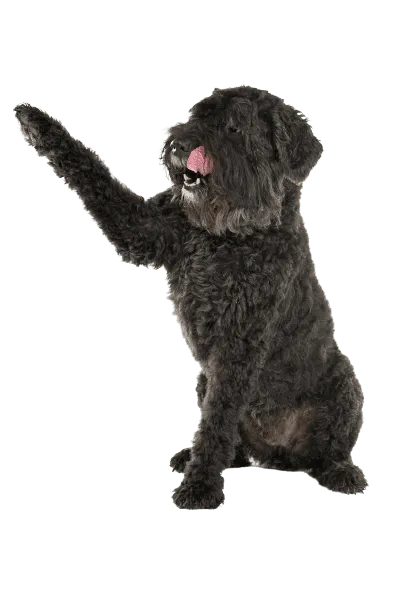 Bouvier-des-Flandres-5