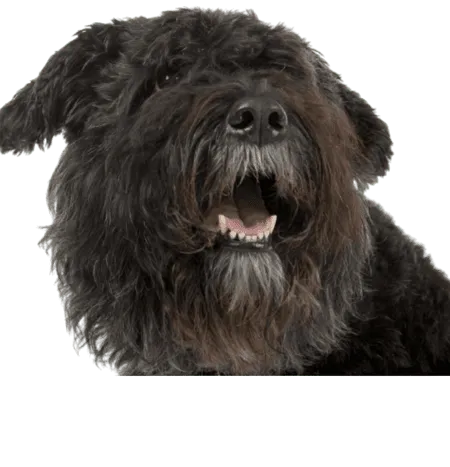 Bild für Bouvier des Flandres
