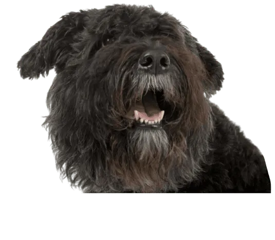 Bouvier des Flandres Bild