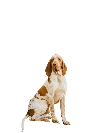 Bracco-Italiano-6