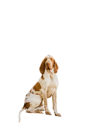Bracco-Italiano-6