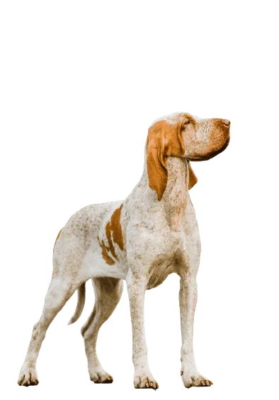 Bracco-Italiano-4