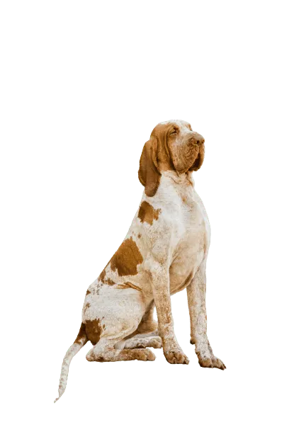Bracco-Italiano-2