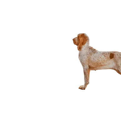 Bracco-Italiano-5