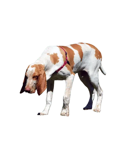 Bracco-Italiano-3