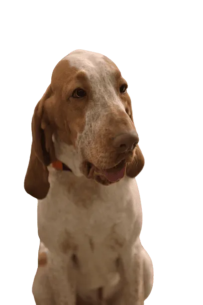 Bracco Italiano Bild