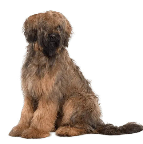 Briard (5)