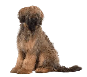 Briard (5)