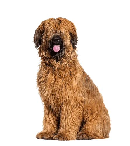 Briard (4)