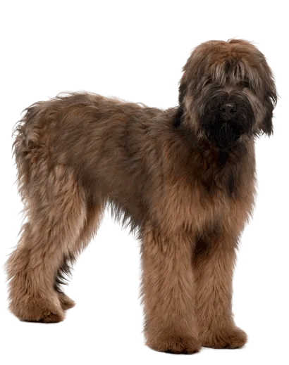 Briard (6)