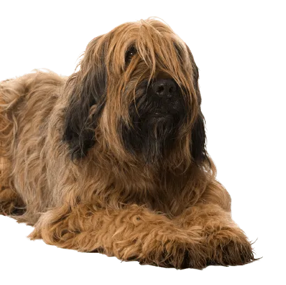 Briard (2)