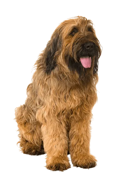 Briard (3)