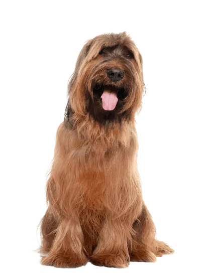 Bild für Briard