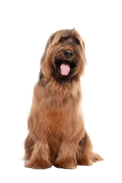 Briard Bild