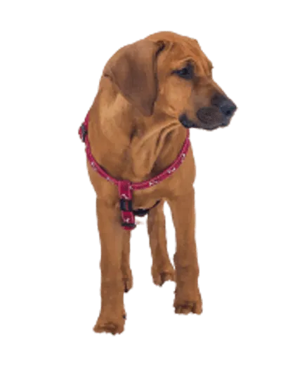 Broholmer-puppy