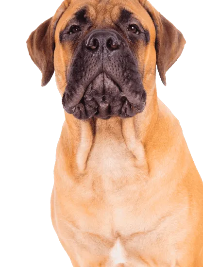 Bild für Bullmastiff