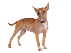 Bull Terrier (1)