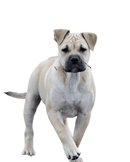 Ca-de-Bou-pup