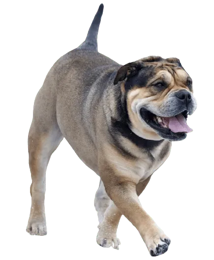 Ca-de-Bou-adult