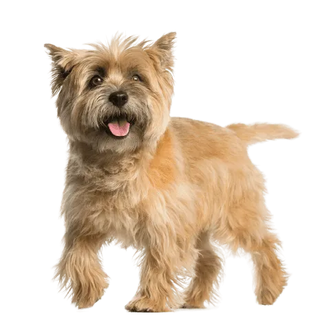 Cairn Terrier Bild 1