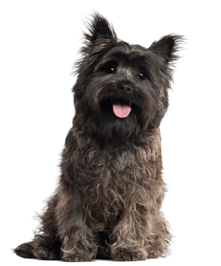 Cairn Terrier (5)