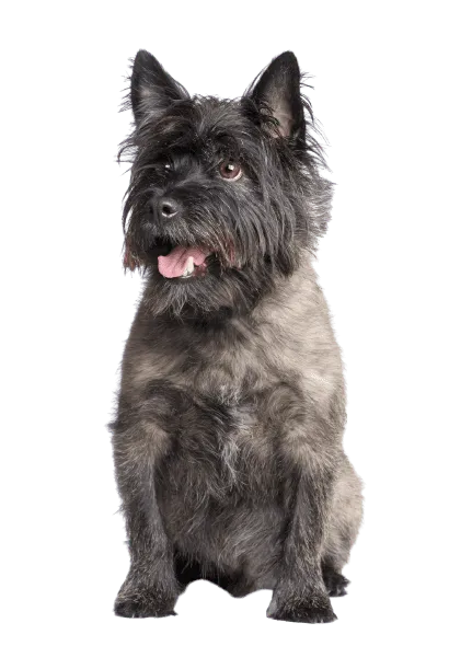 Cairn Terrier (4)