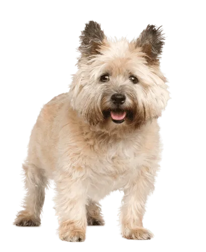 Cairn Terrier (2)