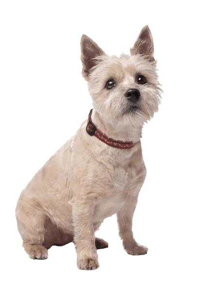 Cairn Terrier (3)
