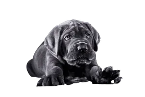 Cane Corso Italiano puppy