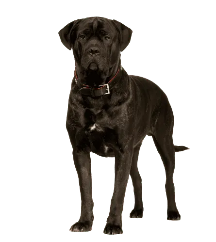 Cane Corso Italiano