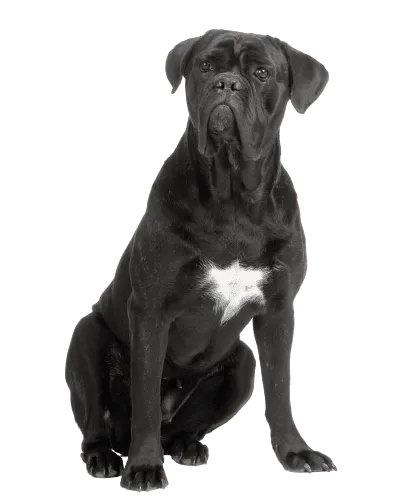 Cane Corso Italiano (5)
