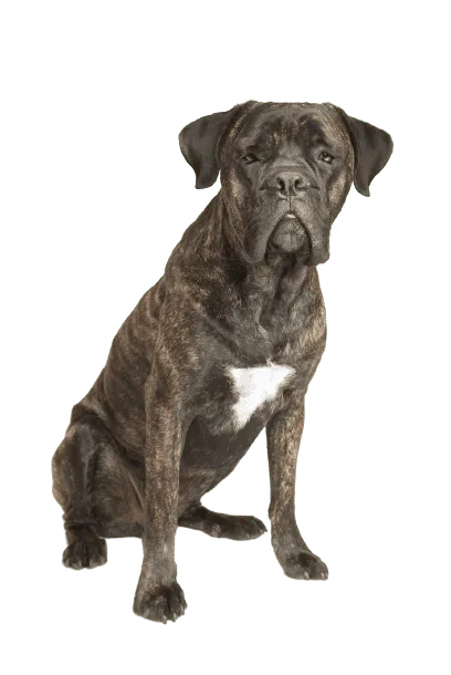 Cane Corso Italiano