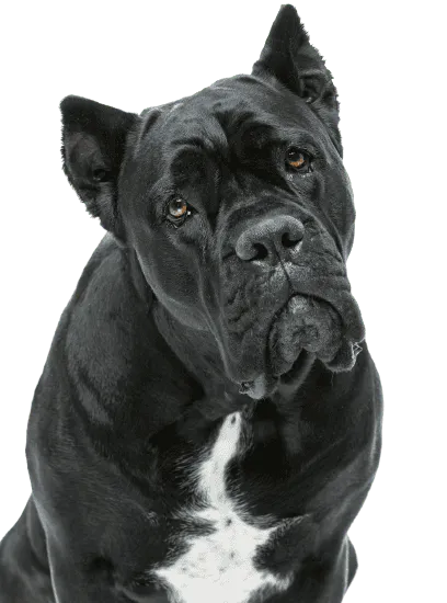 Bild für Cane Corso Italiano
