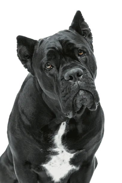 Cane Corso Italiano Bild