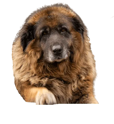 Bild für Cão da Serra da Estrela