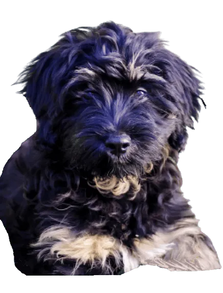 Cão da Serra de Aires Bild