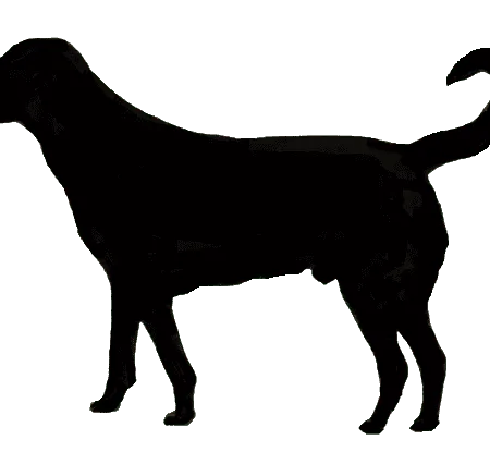 Bild für Cão de Castro Laboreiro
