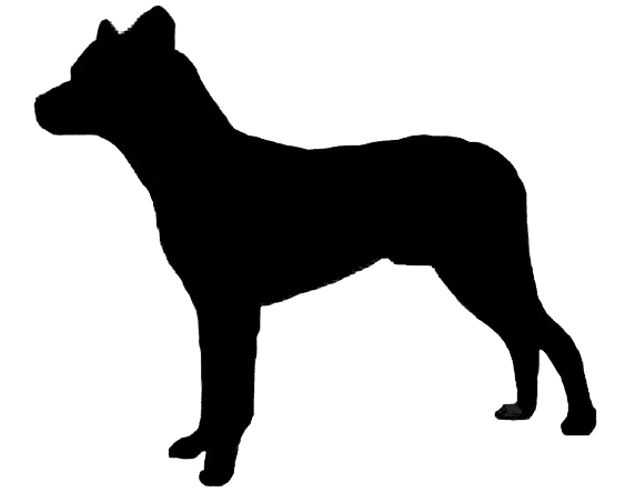 Cão Fila de São Miguel Bild