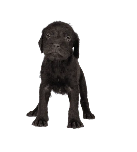 Cesky-fousek-puppy