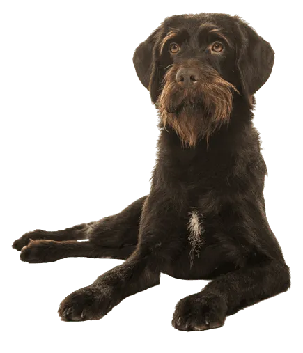 Cesky-fousek-adult