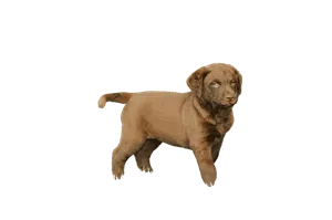 Chesapeake Bay Retriever (5)