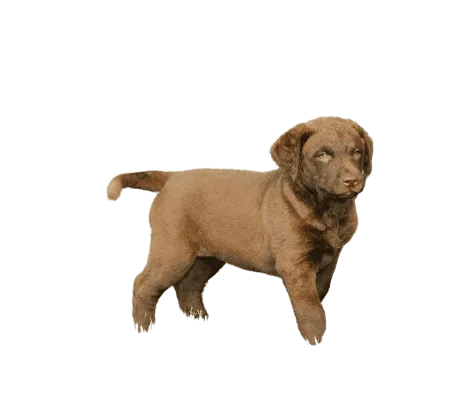 Chesapeake Bay Retriever (5)