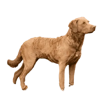 Chesapeake Bay Retriever (4)