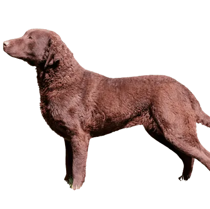 Chesapeake Bay Retriever (3)