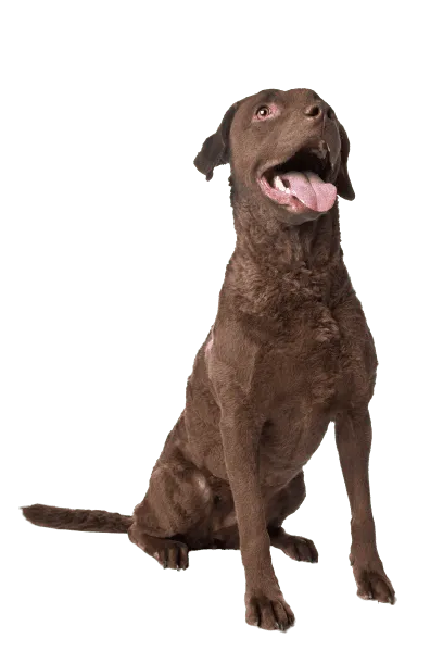 Chesapeake Bay Retriever (2)