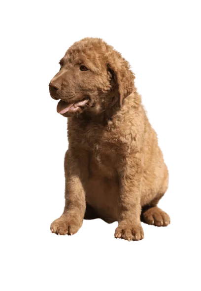 Chesapeake Bay Retriever (6)